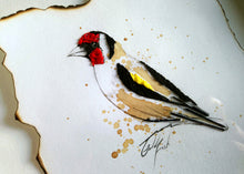 Goldfinch Bird - Original Artwork