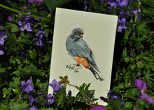 Red-footed Falcon Print